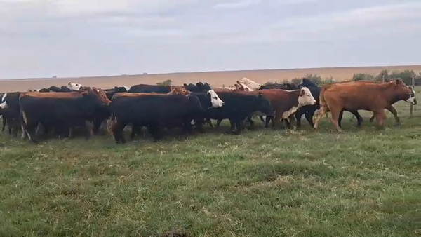 Lote VAQUILLONAS FORMADAS