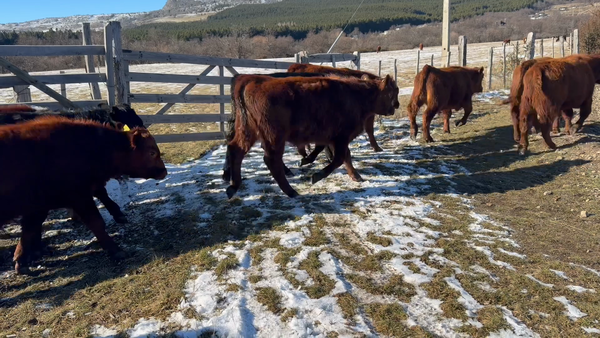 Lote 50 Ternero en Coyhaique, XI Región Aysén