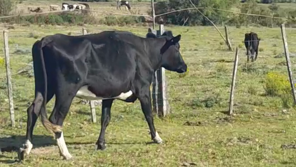 Lote (Vendido)Industria 450kg -  en CERROS NEGROS