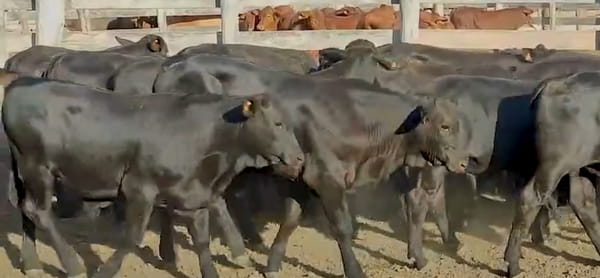 Lote Lote 17