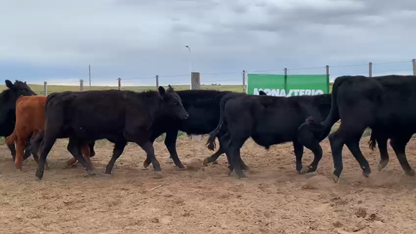 Lote 70 Terneros en Coronel Rosales