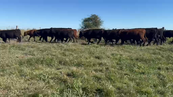 Lote 70 Terneros en Entre Ríos, San Jaime