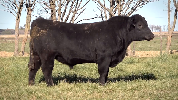 Lote Toros PP y PC a campo con DEPs