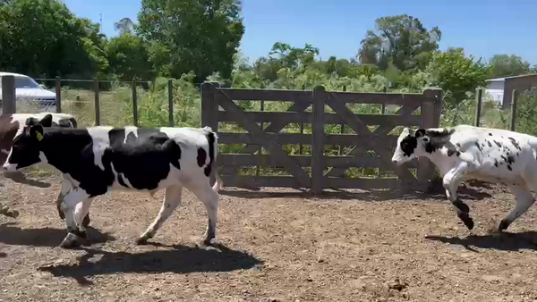 Lote 110 Terneros en Gral. Belgrano, Buenos Aires