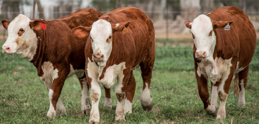Lote Vaquillonas Braford -  Los Charabones