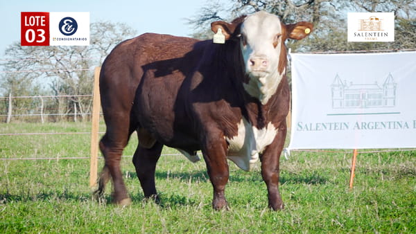 Lote LOTE 3 - TORO BRAFORD NO. 5