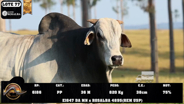 Lote LOTE 77