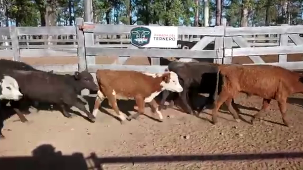 Lote 177 Terneros Cruza Carnicera 80kg -  en Parada fariña