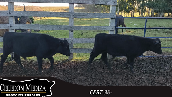 Lote 14 Terneros en Parador Tajes, Canelones