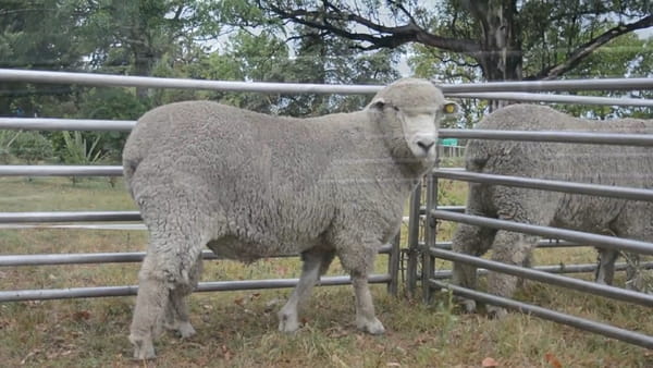 Lote 1 carnero t 445