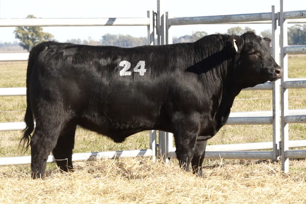 24 — TOROS ANGUS PUROS CONTROLADOS