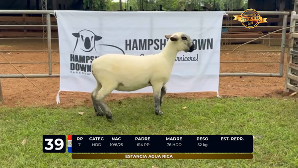 Lote LOTE 39