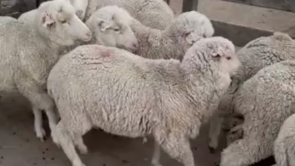 Lote Estancia Cabo blanco