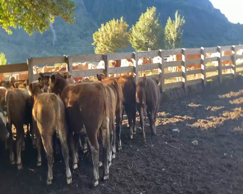 Lote 31 Ternero en Aysén, XI Región Aysén