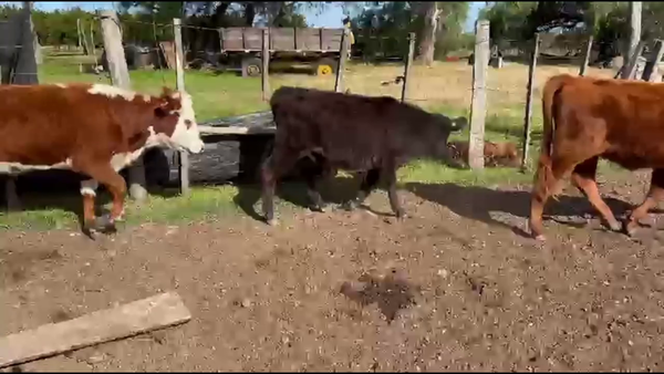 Lote TERNEROS Y TERNERAS