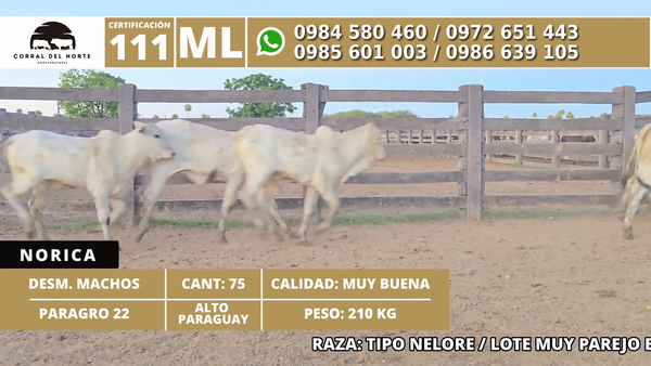 Lote 75 Desmamantes machos 210kg -  en Carmelo Peralta los de Norica  Puerto Sastre los de Ygua Pora