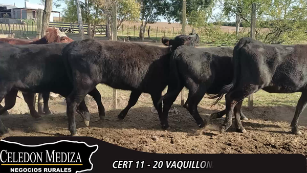 Lote 20 Vaquillonas  en Colonia