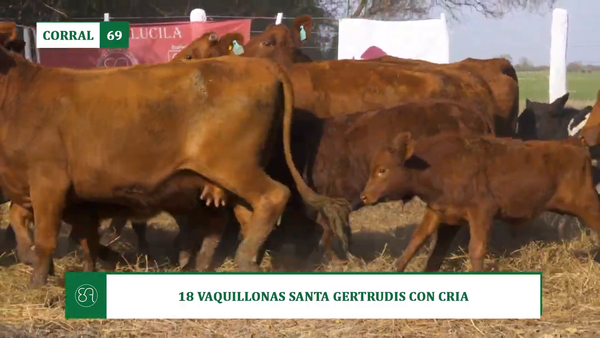 Lote 18 VAQUILLONAS SANTA GERTRUDIS CON CRIA