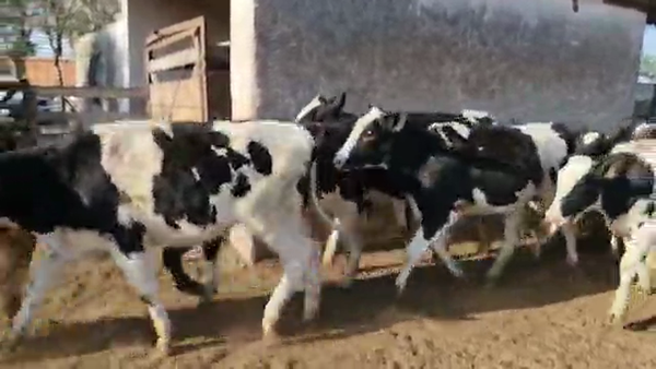 Lote Gerbaudo Juan y Francisco - Terneras