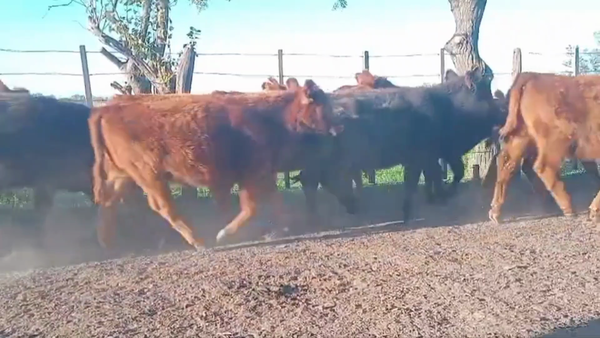 Lote 50 Terneros/as