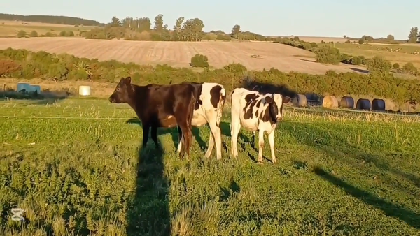 Lote TERNERAS HOLANDO