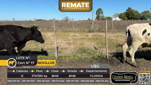 Lote 12 Novillos en   Ruta 5 km148 Piedras Coloradas,Florida