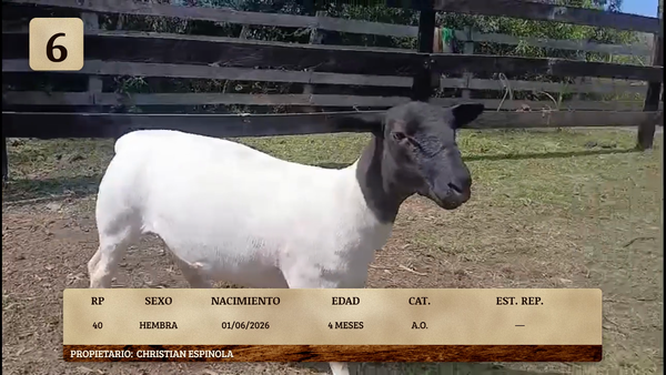 Lote LOTE 6