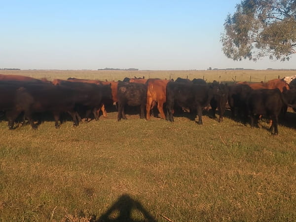 Lote SAENZ VALIENTE, BULLRICH Y Cia. S.A.