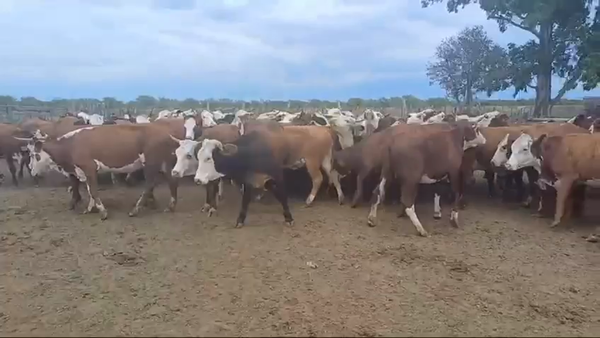 Lote 80 Vaquillonas en Federal, Entre Ríos