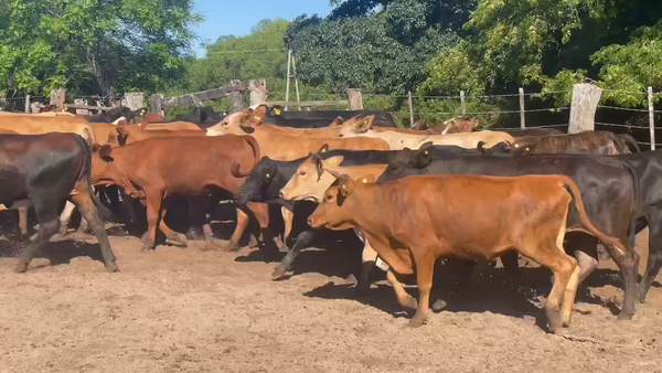 Lote 55 Vaquillonas P/ entorar en Ituzaingó, Corrientes
