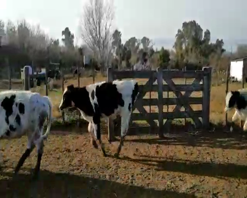 Lote 65 Terneros en Gral. Belgrano, Buenos Aires