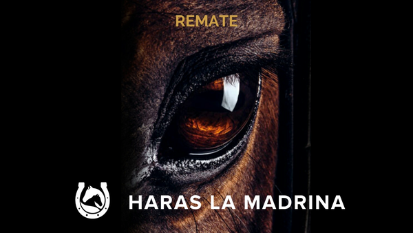 Lote HERDADDY (DADDY LONG LEGS - HERNIKA)