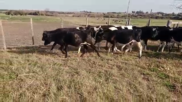 Lote 10 Terneras, San José