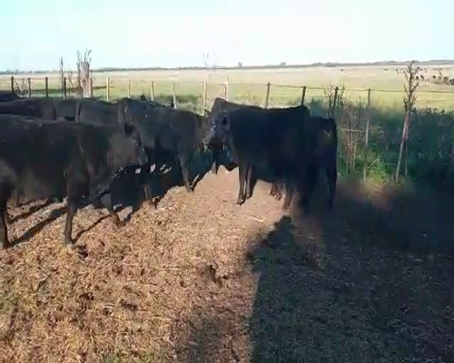 Lote 70 Terneros en La Plata, Buenos Aires