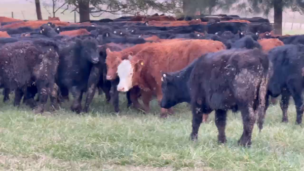 Lote 220 Terneros