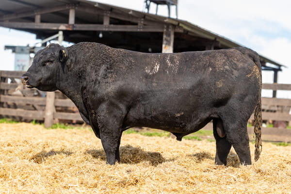 Lote Toro PP