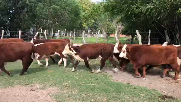 Lote 30 Terneros en Corrientes, Curuzú-Cuatiá