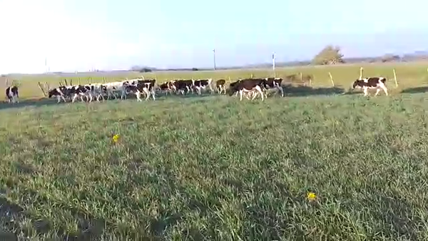 Lote 34 Terneros Hol.