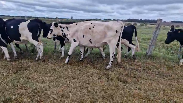 Lote 10 Vaca, San José