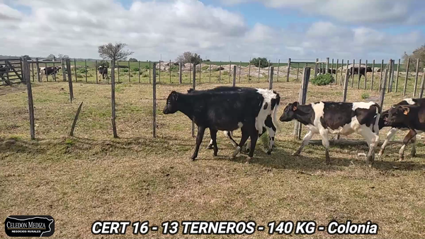 Lote 13 Terneros en Colonia