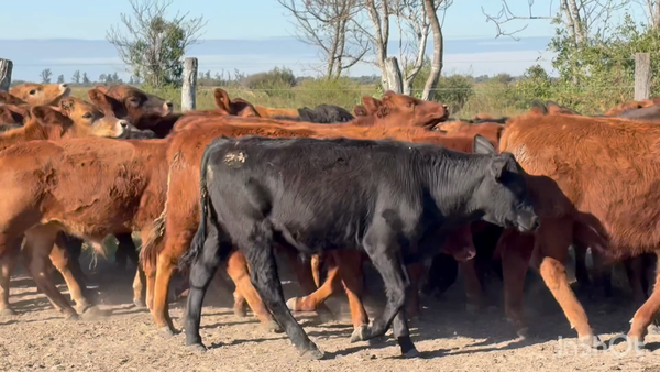 Lote 60 Terneros en Corrientes, San Lorenzo