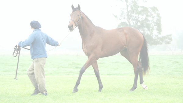 Lote BOB MAR BOB (MARIGNAC -  PERFECT BOB)