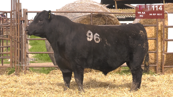Lote TOROS ANGUS NEGROS  PC