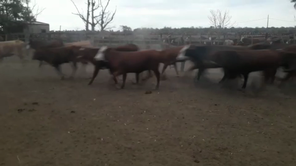 Lote 110 Terneras en Clorinda, Formosa