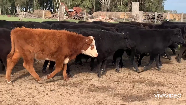Lote 65 Terneros en Pila, Buenos Aires