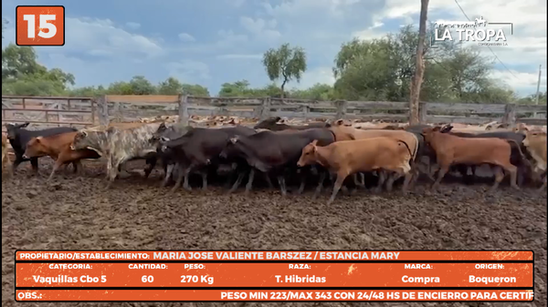 Lote LOTE 15