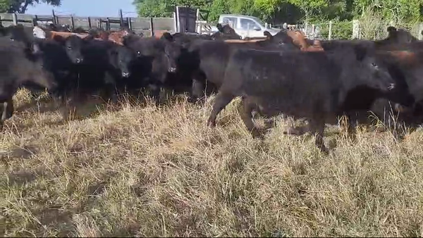 Lote 123 Novillitos