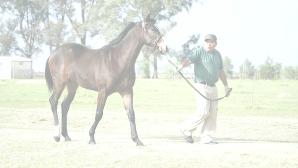 Lote FULLHAM (FULL MAST -  ONGAMIRA)