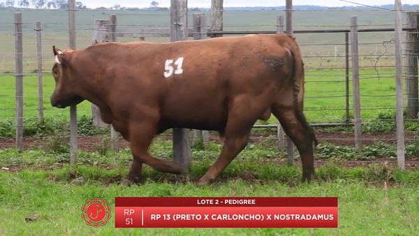 Lote Toro Pedigree