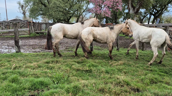 Lote 3 Montados